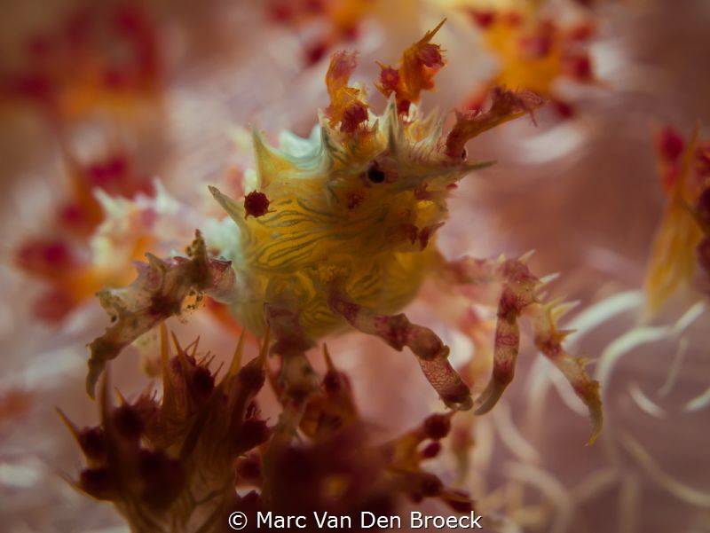 Yellow pins by Marc Van Den Broeck 