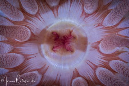 Anemone into his colorful dress by Mario Robillard 