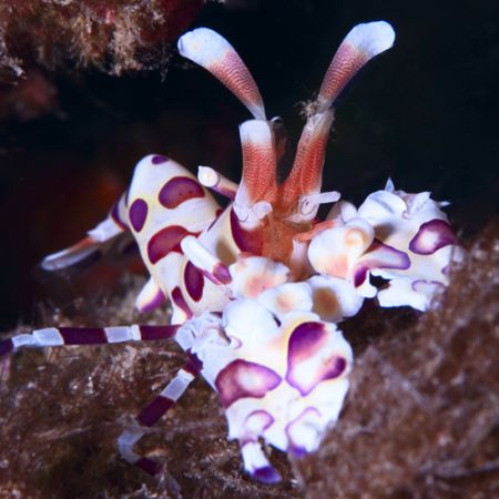 Harlequine Shrimp - Maui, Hawaii
Shot with D100 in L&M T... by Ron Lagerlof 