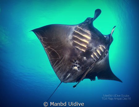BATTLESCARS
Raja Ampat - Grand Komodo by Manbd Uidive 