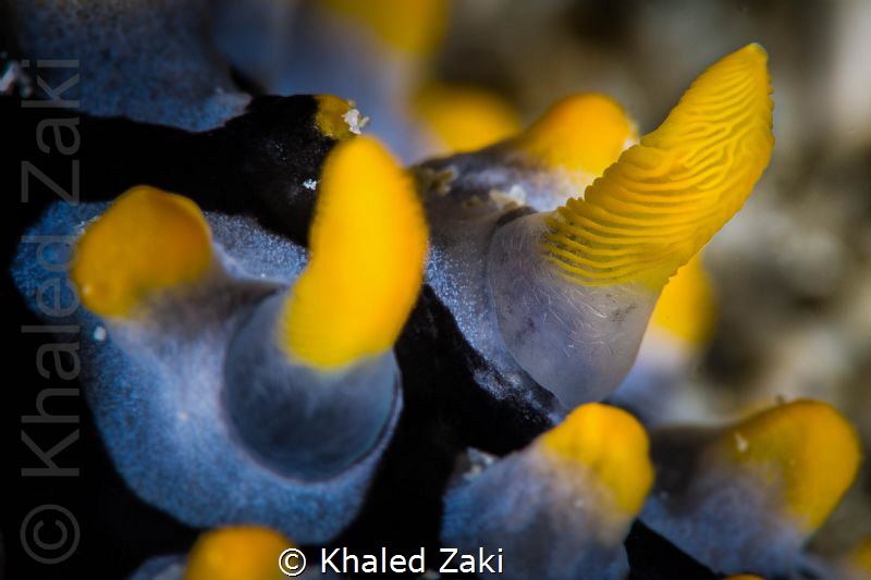 Nudibranch Antena 2 by Khaled Zaki 