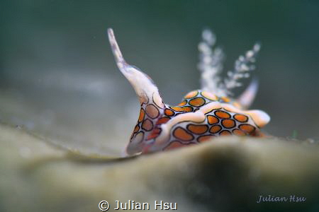 Sagaminopteron Psychedelicum by Julian Hsu 