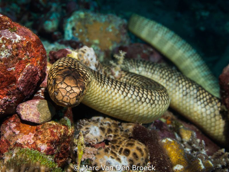 redsnake by Marc Van Den Broeck 