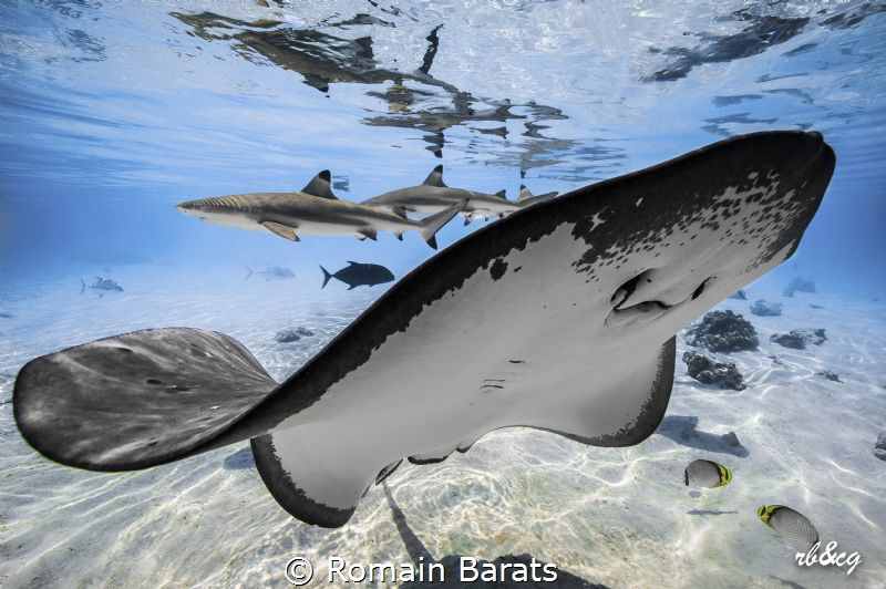 sting rays and sharks in the lagoon by Romain Barats 