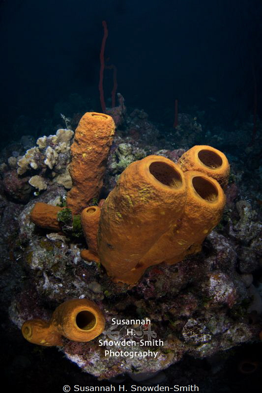 "Sponges In 3-D"
Sponges pop off the screen.  Double exp... by Susannah H. Snowden-Smith 