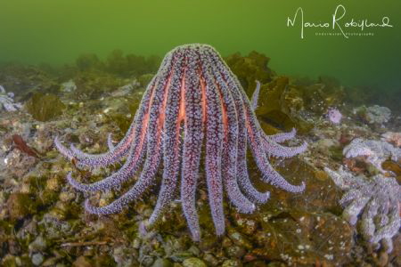 Dancing Star by Mario Robillard 