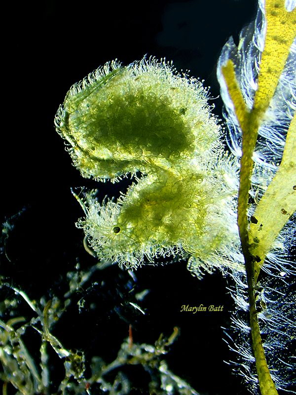 Algae Shrimp with back and side lighting. by Marylin Batt 