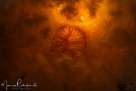Underwater Sunrise by Mario Robillard 