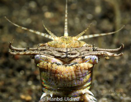 TREMORS - Eunice aphroditois
YOS Lembeh by Manbd Uidive 