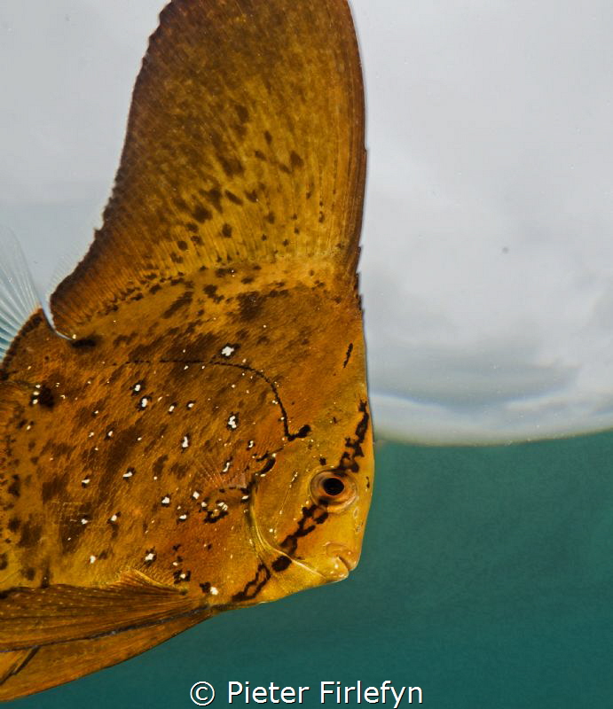 batfish: platax orbicularis juveniles by Pieter Firlefyn 
