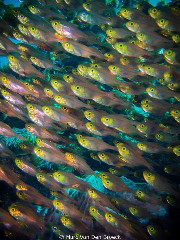 fish eyes by Marc Van Den Broeck 