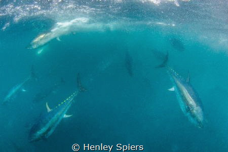 Tuna Charge by Henley Spiers 