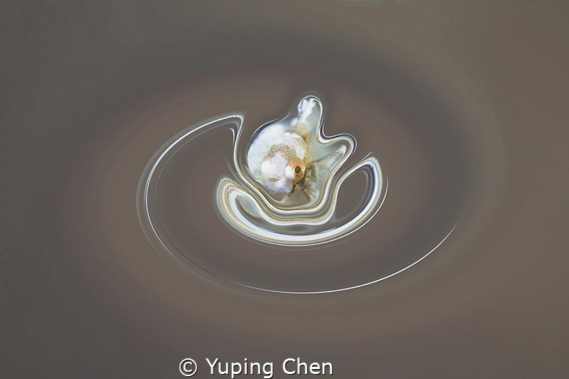 Harlequin Sweetlips(Juvenile)//Lembeh strait,Indonesia by Yuping Chen 