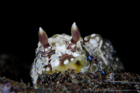 R A S H E S 
Nudibranch (Dendrodoris krusensternii)
Tul... by Irwin Ang 