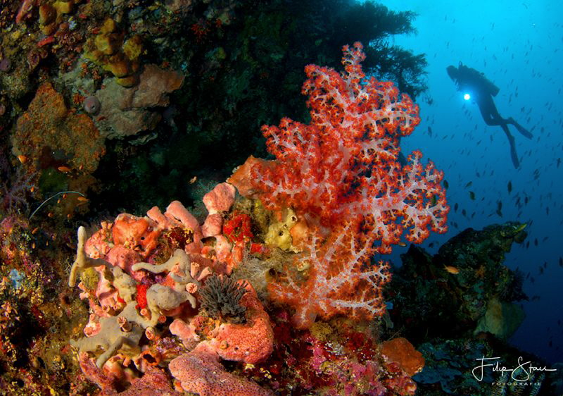 At the drop-off, Bunaken, Sulawesi. by Filip Staes 