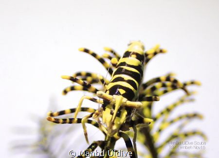 CRINOID
YOS Lembeh by Manbd Uidive 