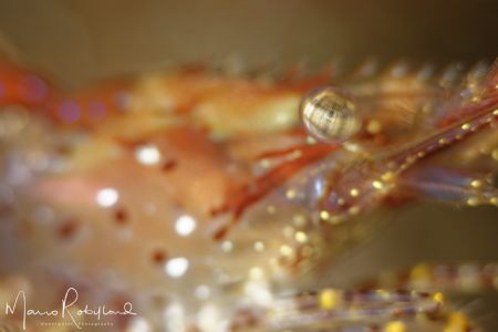 Get your eye in by Mario Robillard 