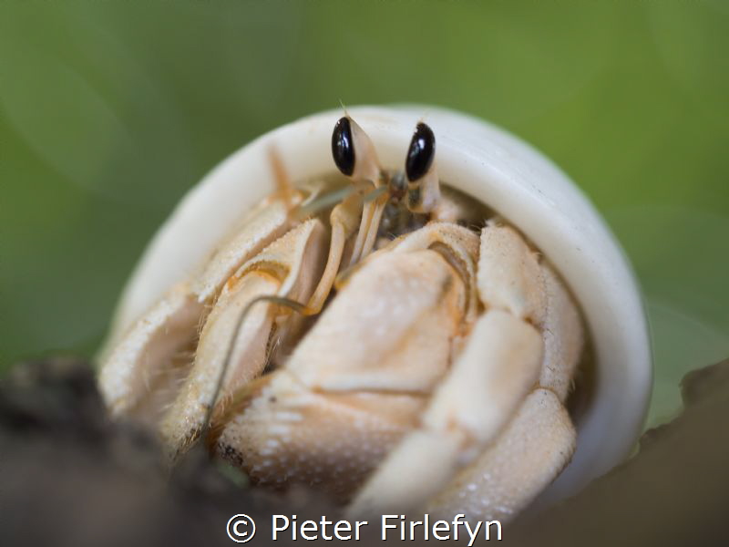 Hermit by Pieter Firlefyn 