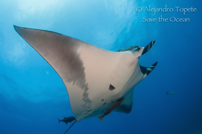 Mantaray in the ligth, San Benedicto México by Alejandro Topete 