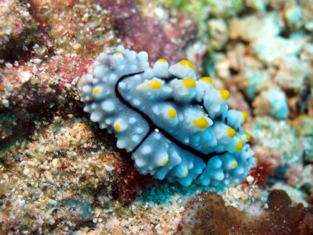 Taken at Sipadan Island, East Malaysia by Dennis Siau 