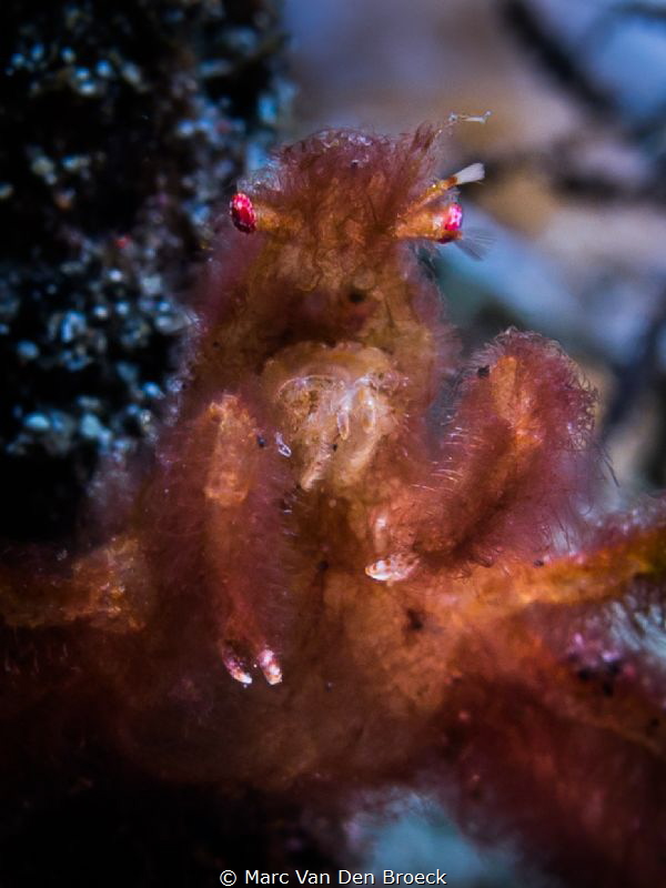 o-o face by Marc Van Den Broeck 