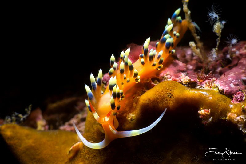 Phidiana indica, Raja Ampat. by Filip Staes 