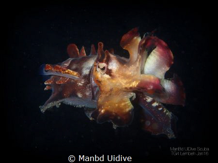 FLAMBOYANT 
YOS Lembeh by Manbd Uidive 
