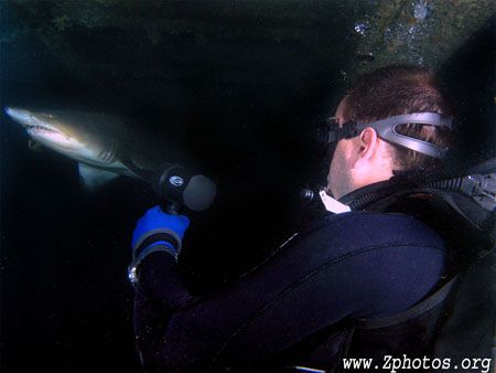 My dive buddy, Zach and I were fortunate to watch this Sa... by Zaid Fadul 