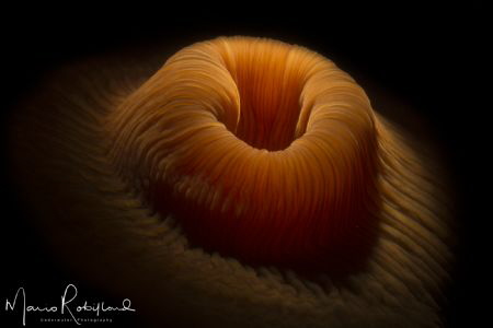 Sleeping mode Anemone by Mario Robillard 