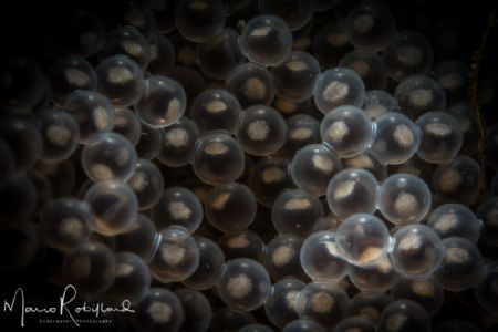 New generation is coming by Mario Robillard 
