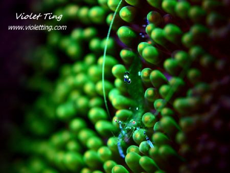 a common shrimp in color by Violet Ting 