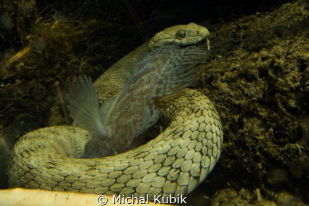 Hungry snake :-) by Michal Kubík 