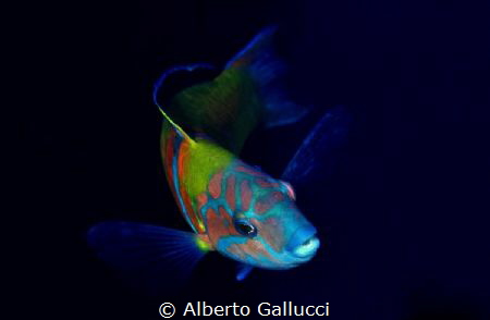 Thalassoma pavo by Alberto Gallucci 