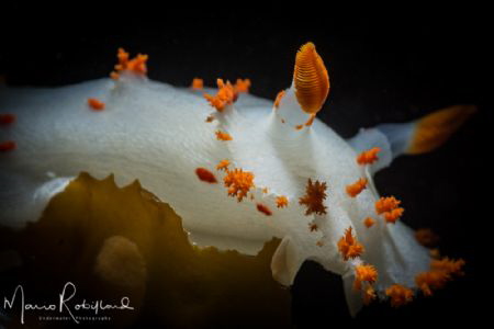 Clown Nudibranch, my favorite one :-) by Mario Robillard 