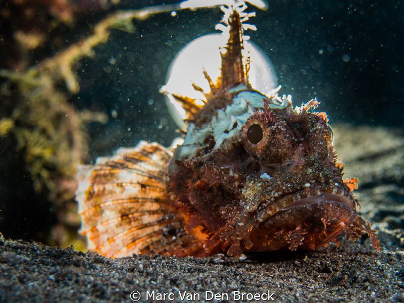 moonfish by Marc Van Den Broeck 