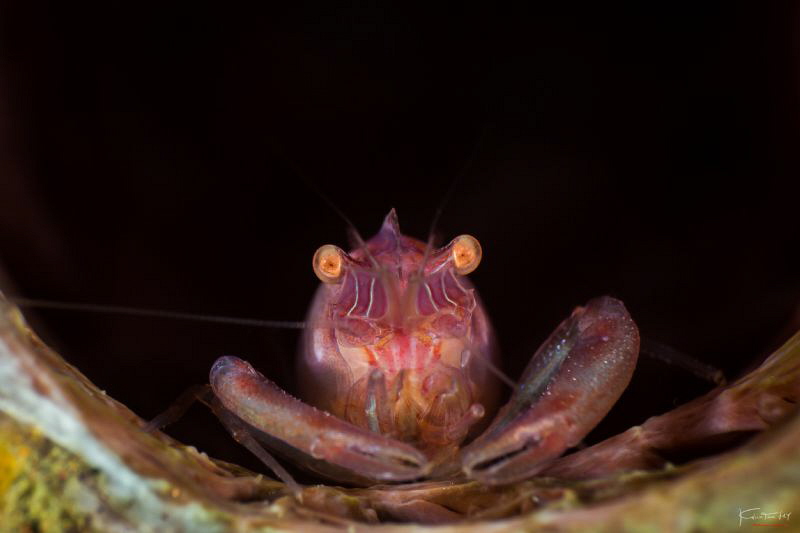 Sponge coral shrimp by Kelvin H.y. Tan 
