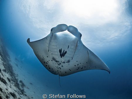 Brave New World

Manta Ray - Manta alfredi (juvenile)
... by Stefan Follows 
