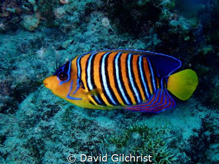 A Royal Angelfish, a beauty of the Red Sea. by David Gilchrist 