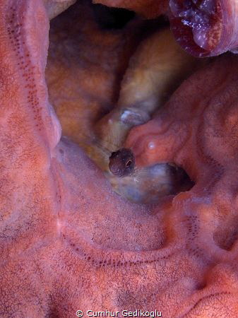 Juvenile Parablennius rouxi
My sweet light pink ear house by Cumhur Gedikoglu 