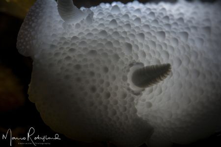 Underwater light bulb by Mario Robillard 