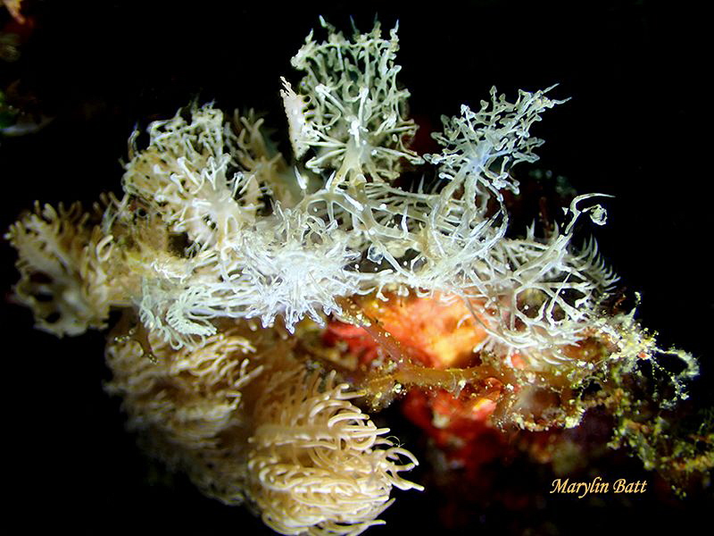 Melibe colmani by Marylin Batt 