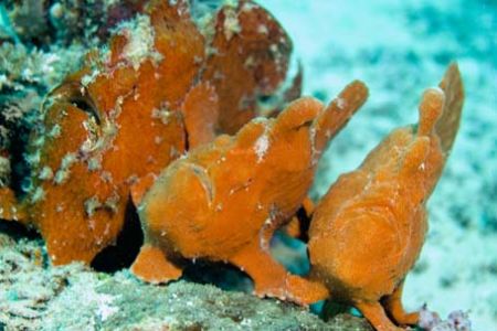 three big fogfish (anglerfish)I was on macro, but when i ... by Corina Swan 
