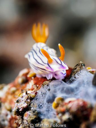 Top of the Heap

Nudibranch (id please)

Batu Kelebit... by Stefan Follows 