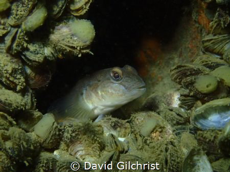 A Goby rests in the boiler tube of the wreck of the Ralei... by David Gilchrist 
