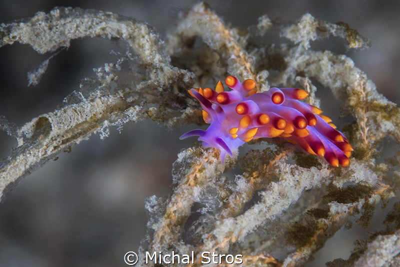 Cute Flabellina exoptata by Michal Stros 