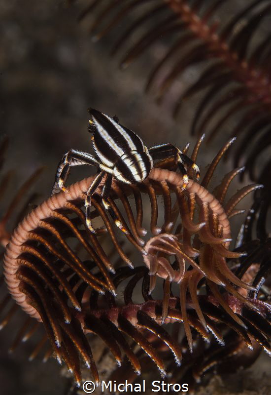 Crinoid Squat Lobster by Michal Stros 