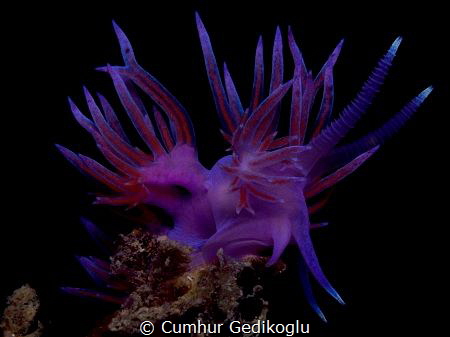 Flabellina affinis by Cumhur Gedikoglu 
