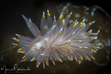 Light tips nudi ;-) by Mario Robillard 