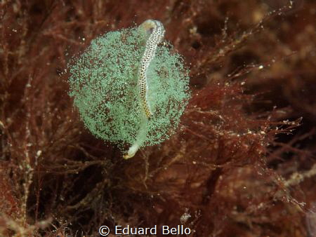 Kleine dieseltreinworm met eierenbal/streng by Eduard Bello 