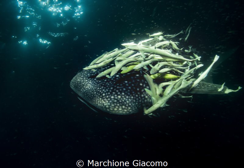 Whale shark. Nikon D800E , 17-35mm. Two strobo
Maldives ... by Marchione Giacomo 
